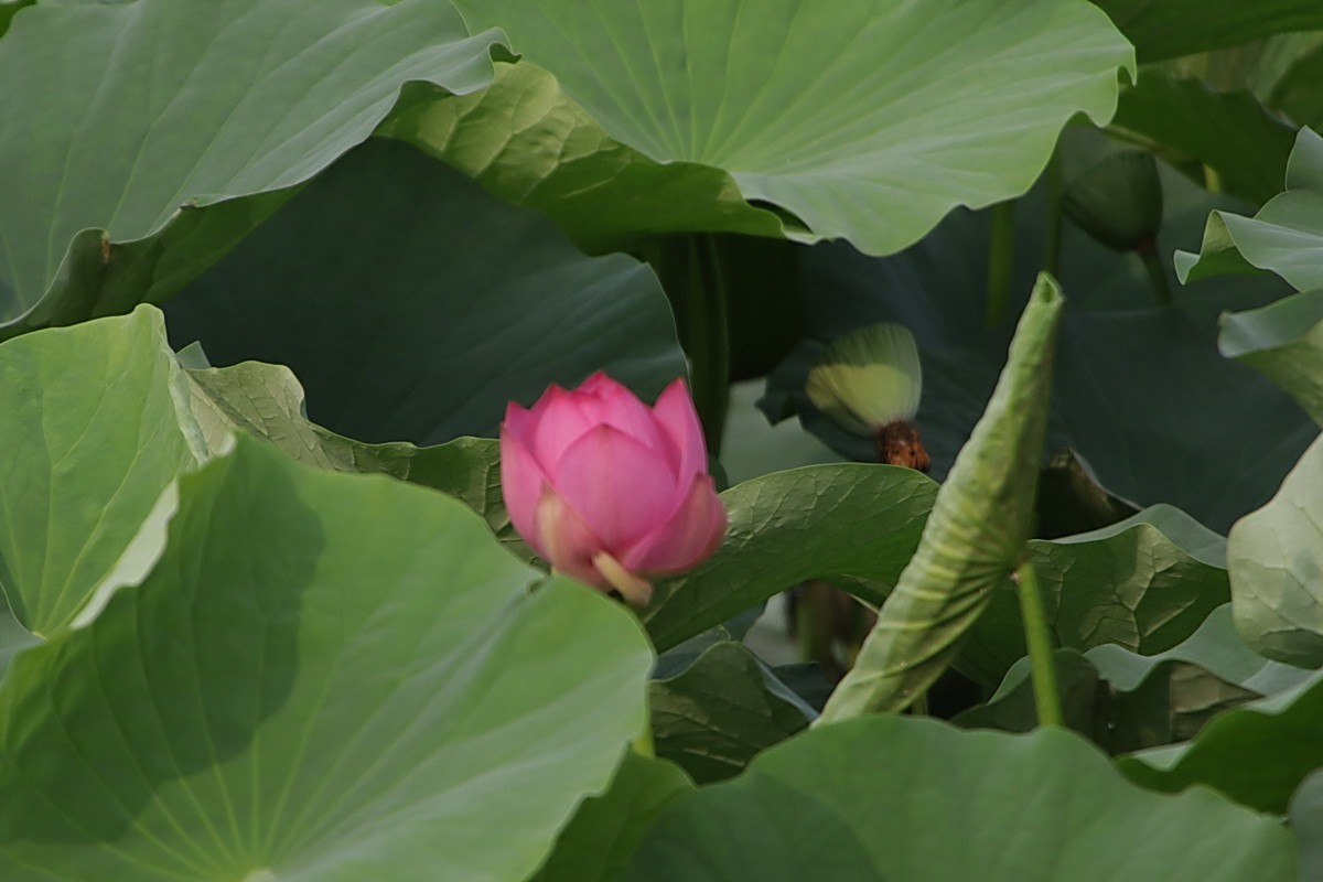 关东百花园（364）——荷花