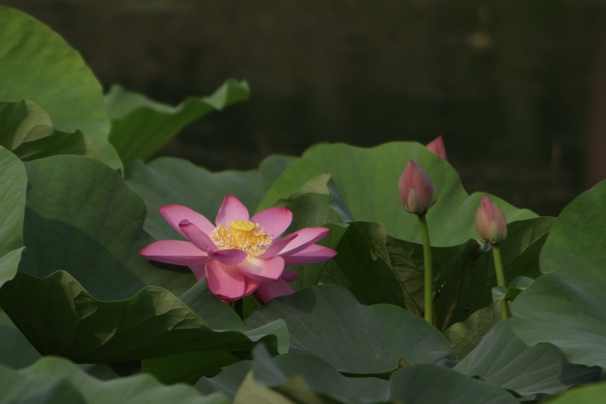 关东百花园（364）——荷花