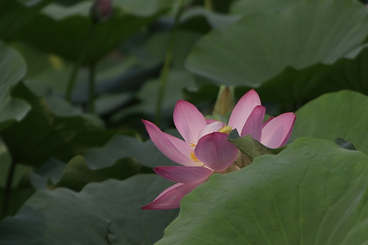 关东百花园（364）——荷花