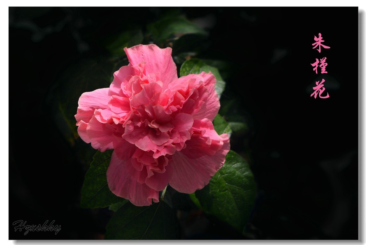 朱槿花（2024257）