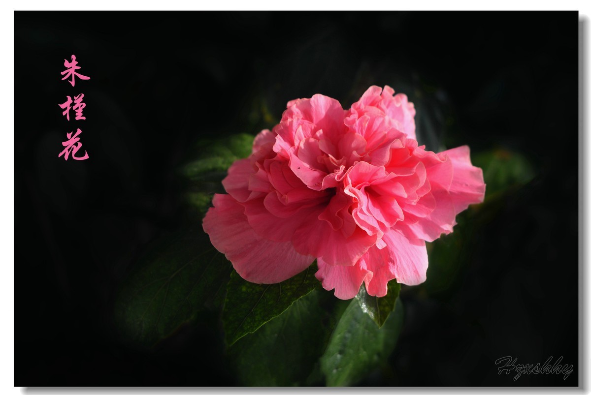 朱槿花（2024257）