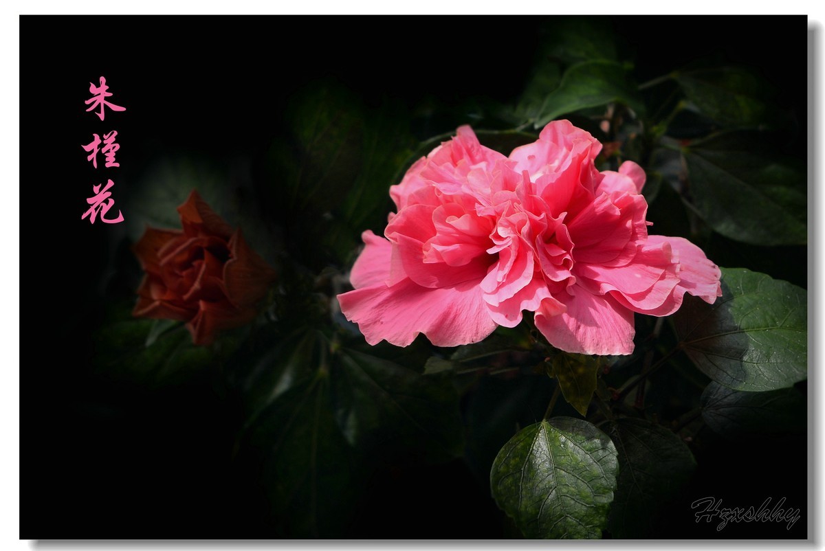 朱槿花（2024257）