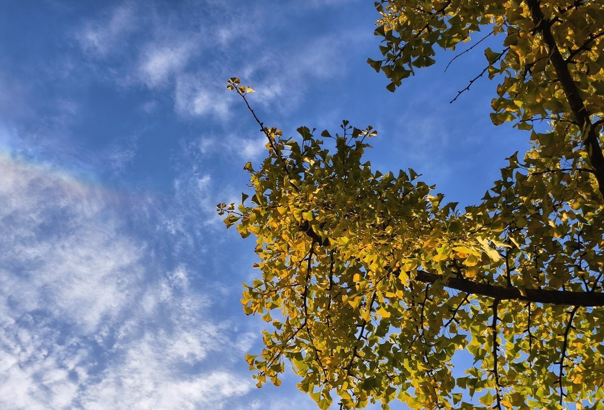 初冬晴朗的早晨