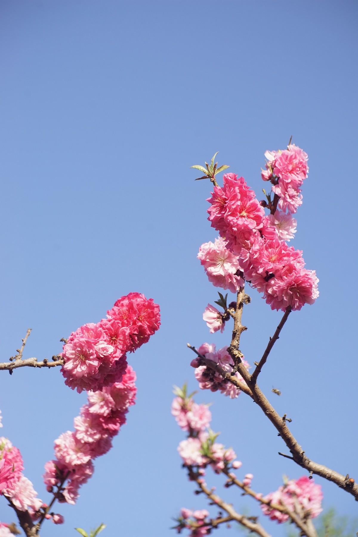 碧桃花开串串红1