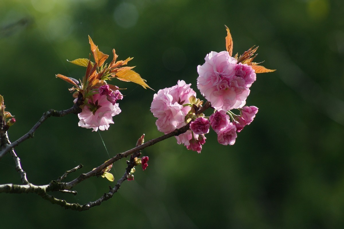 #版主坐堂#小五星空(中国)2022年4月精品荟萃