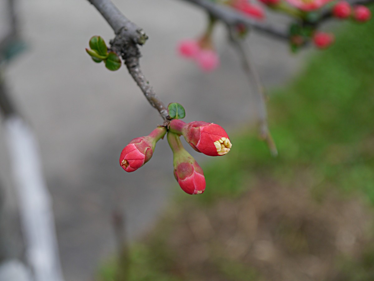 海棠花正红     果城春色秀（一）
