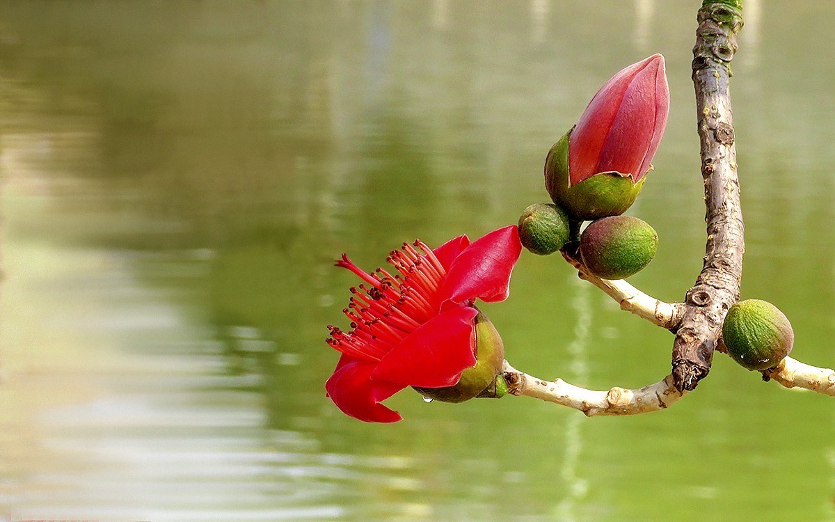 23129 ─ 怒放的红棉（3）