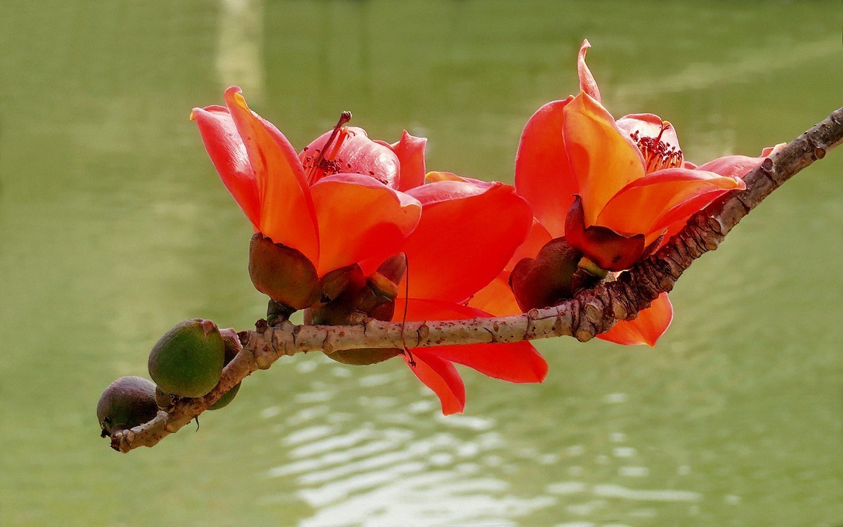 23129 ─ 怒放的红棉（3）