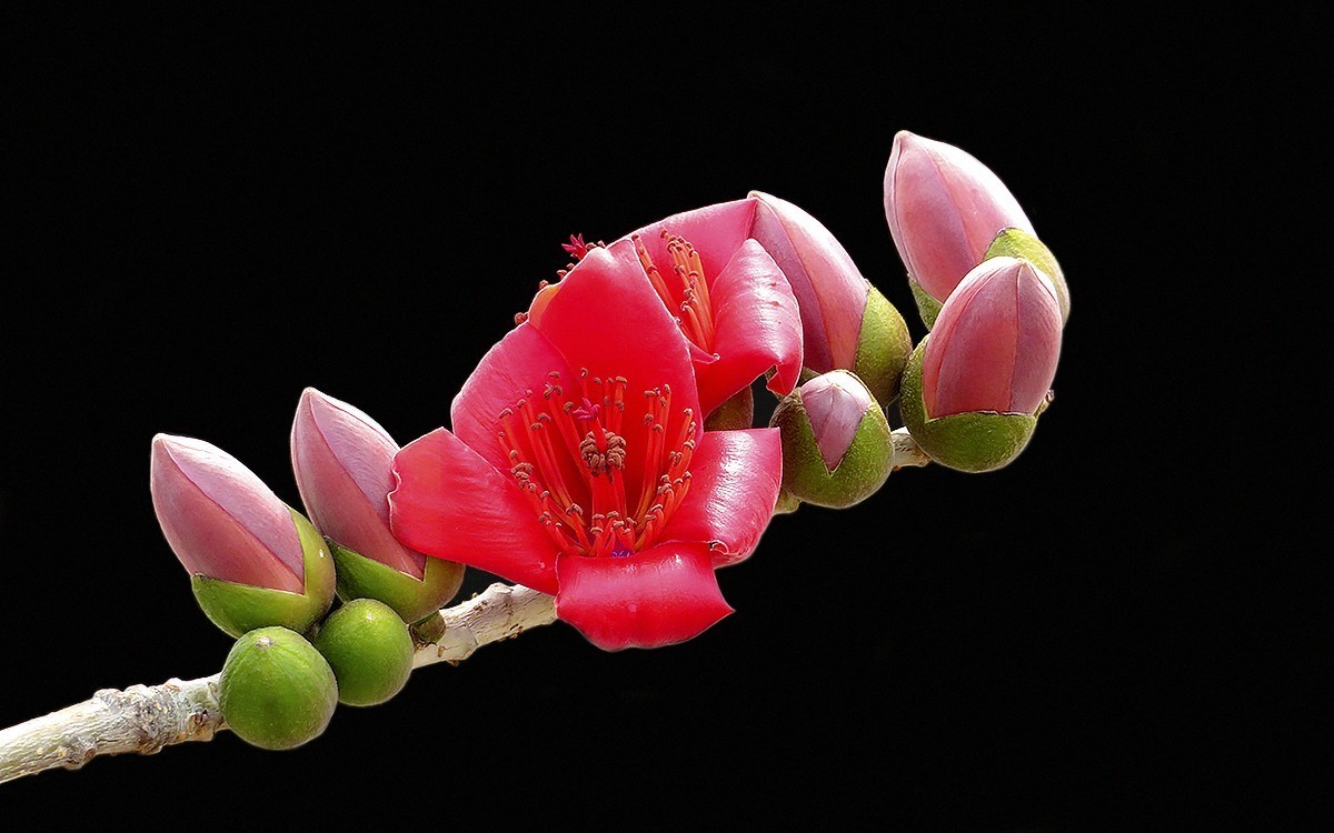 23129 ─ 怒放的红棉（3）