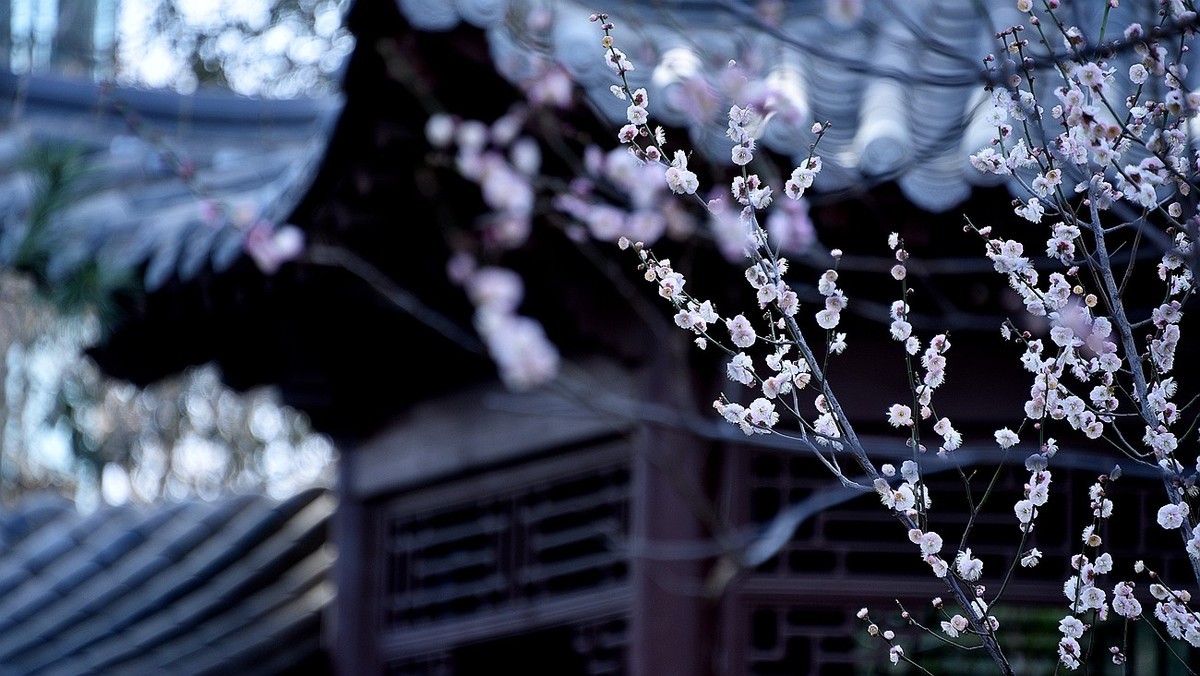 #花开春光寻美景---早梅