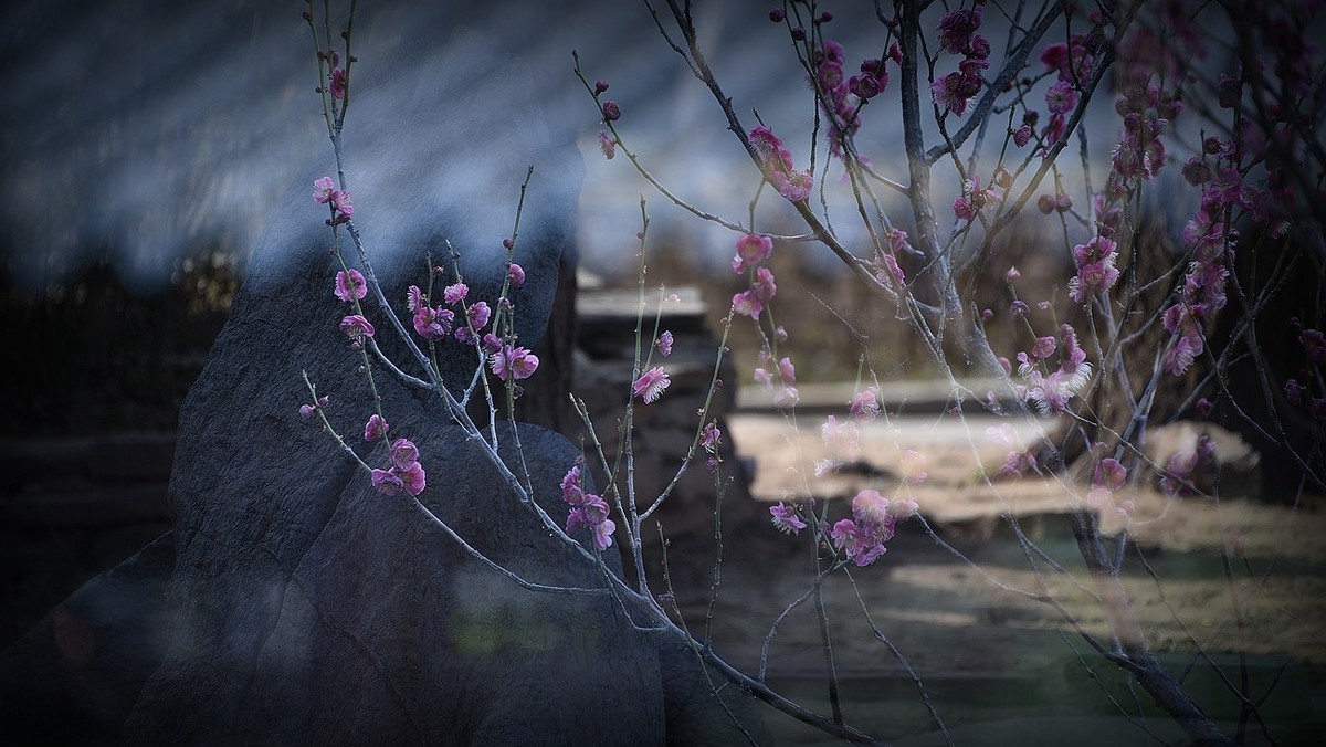 #花开春光寻美景---早梅