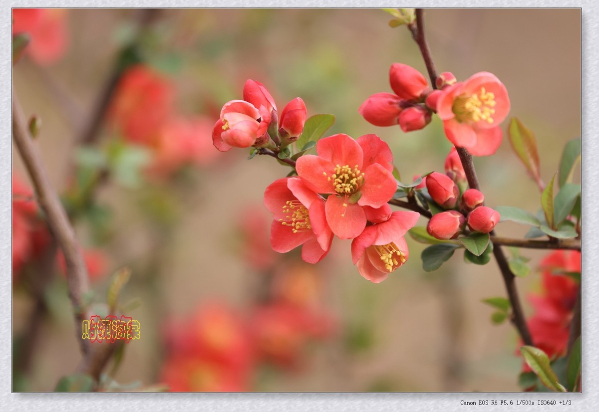 贴梗海棠 6【2023-0236】