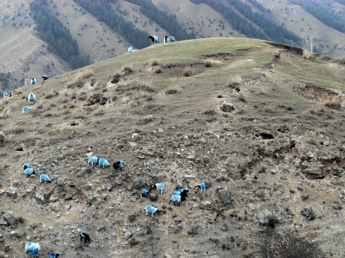 分风吹草地遍牛羊