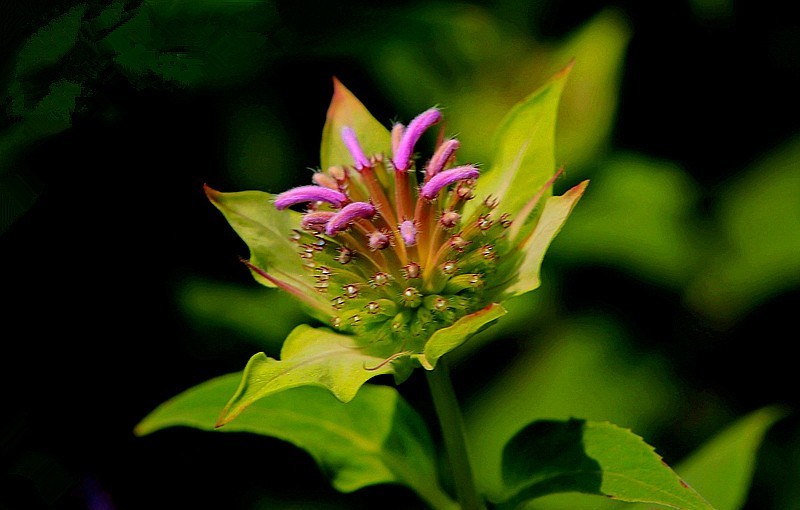 《不老松：纪实摄影》马薄荷！