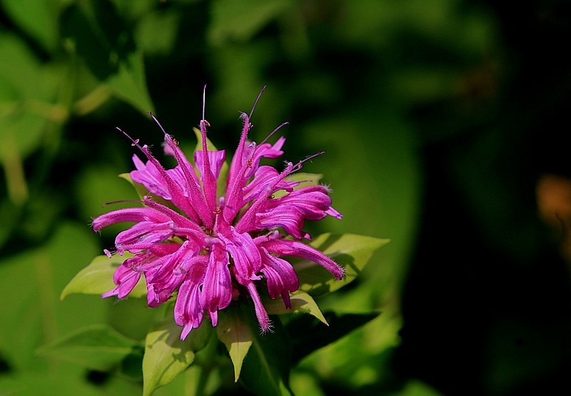 《不老松：纪实摄影》马薄荷！
