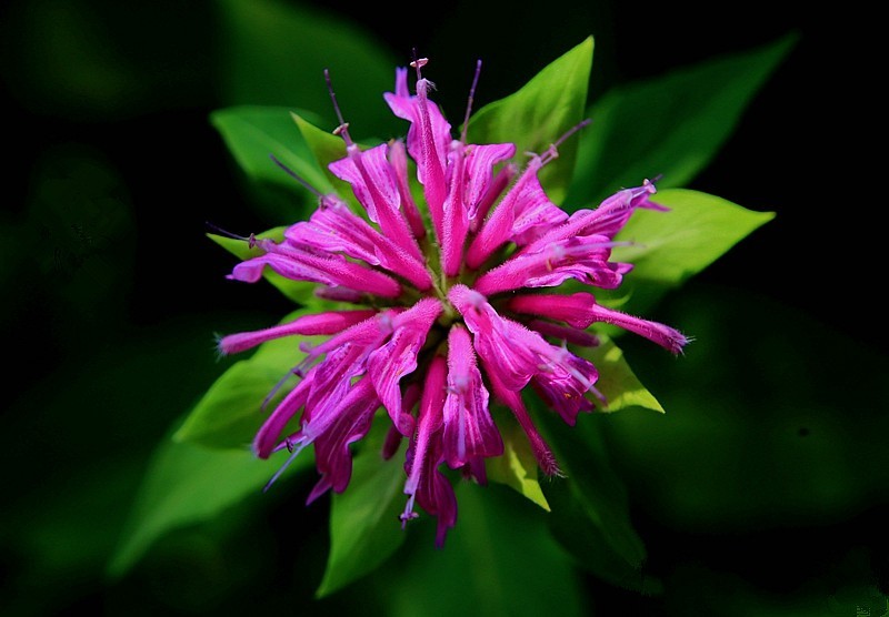 《不老松：纪实摄影》马薄荷！