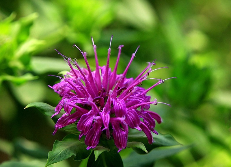 《不老松：纪实摄影》马薄荷！