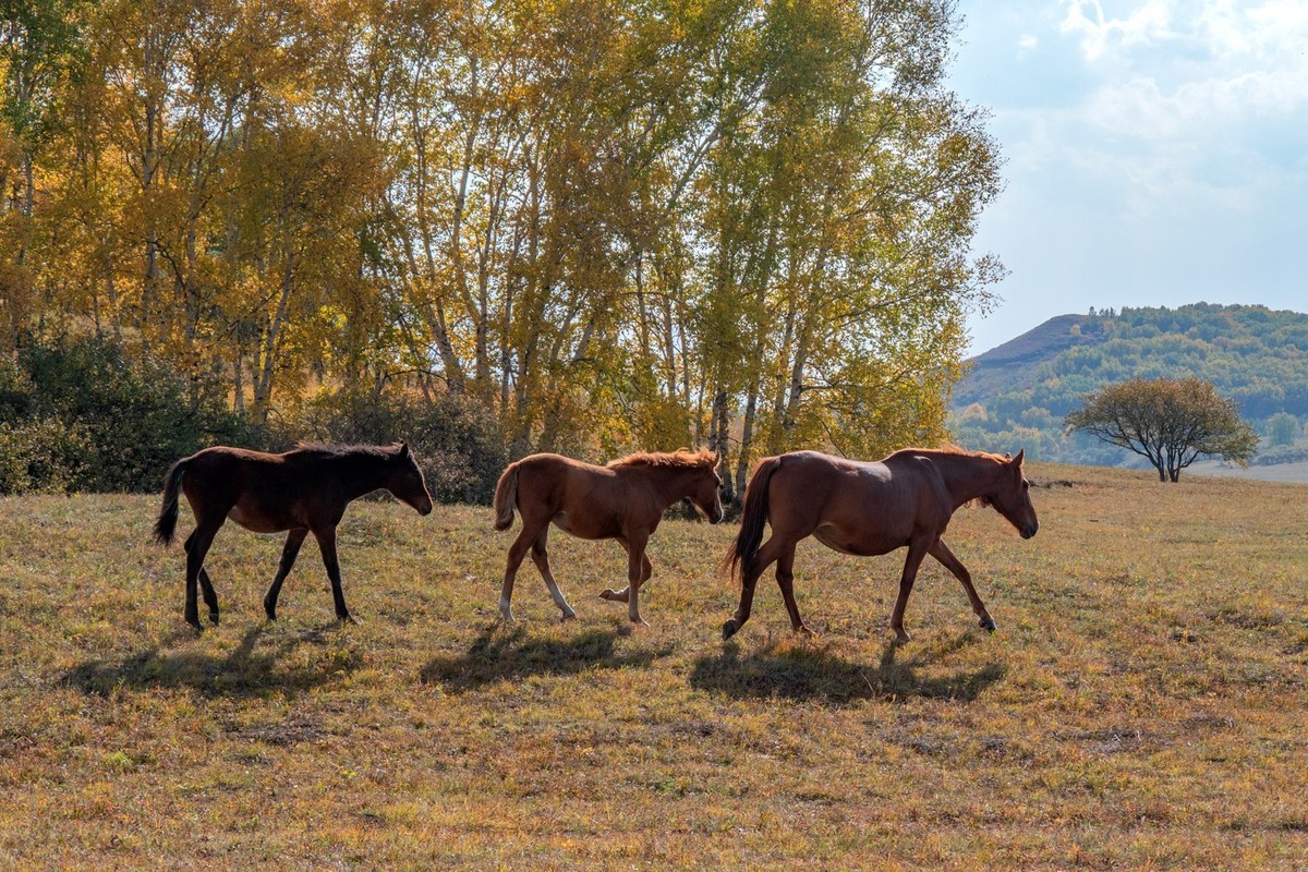 乌兰布统（11）