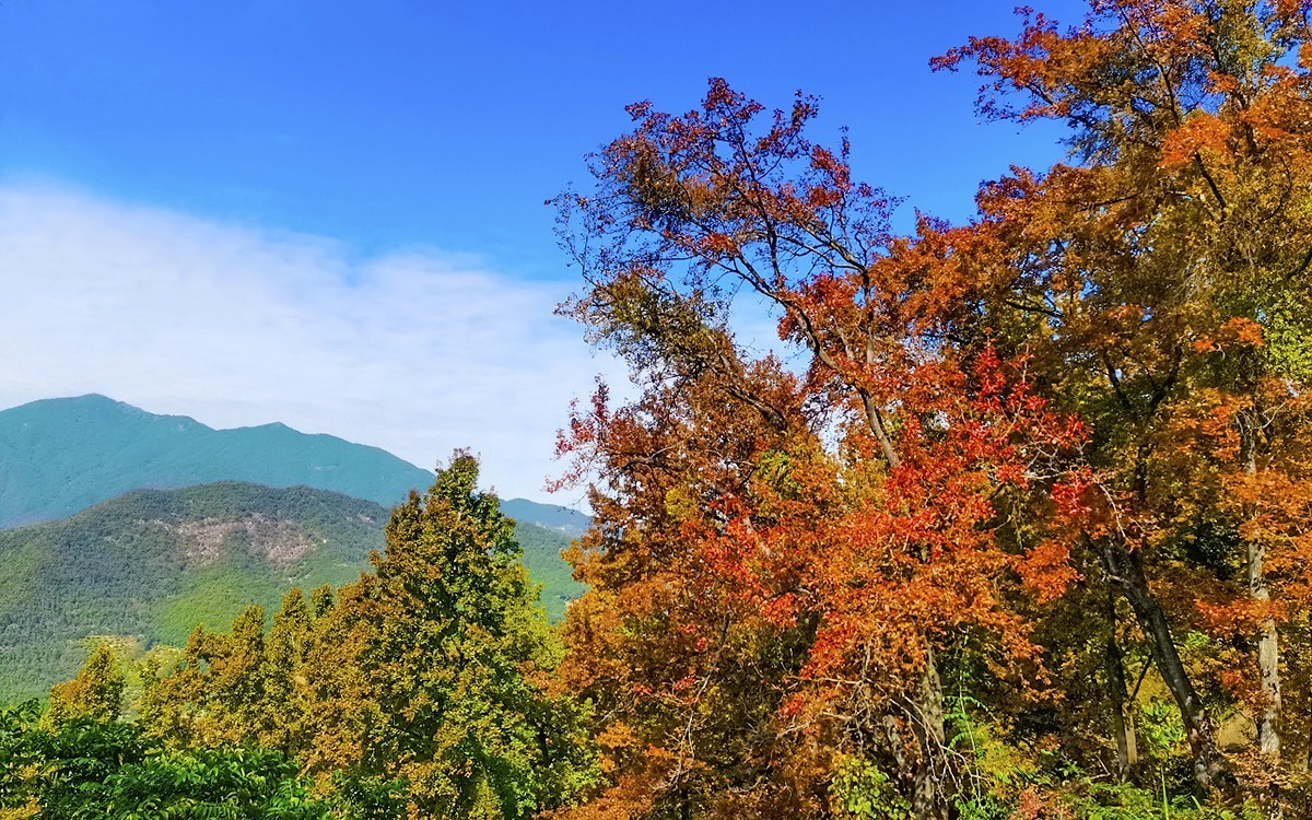 24028－石门红叶 [4]