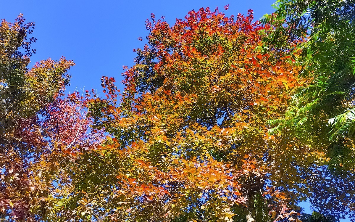 24028－石门红叶 [4]