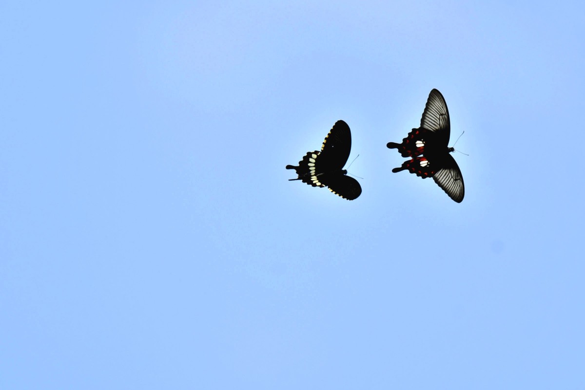 彩蝶双双纷飞时