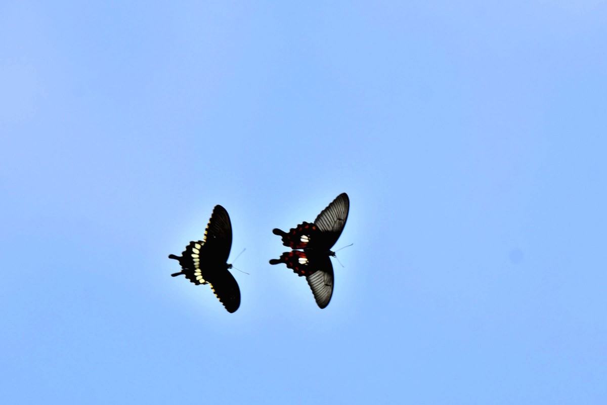 彩蝶双双纷飞时