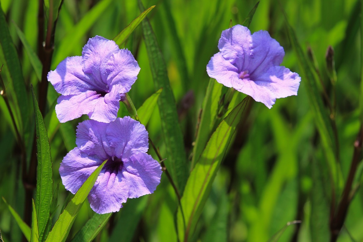 拍摄花卉一（288）