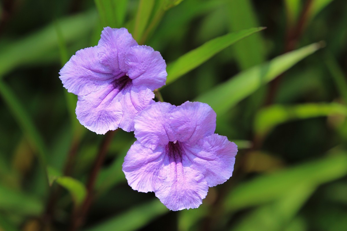 拍摄花卉一（288）