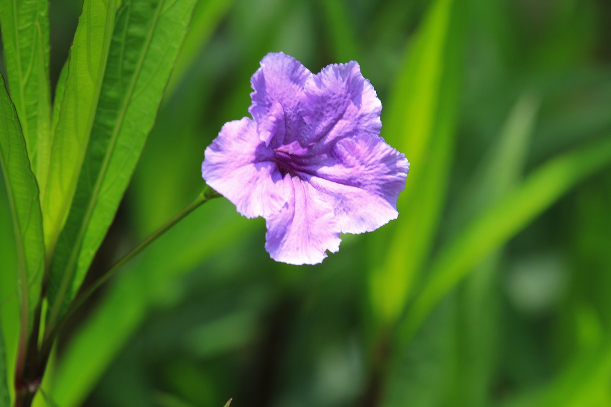 拍摄花卉一（288）