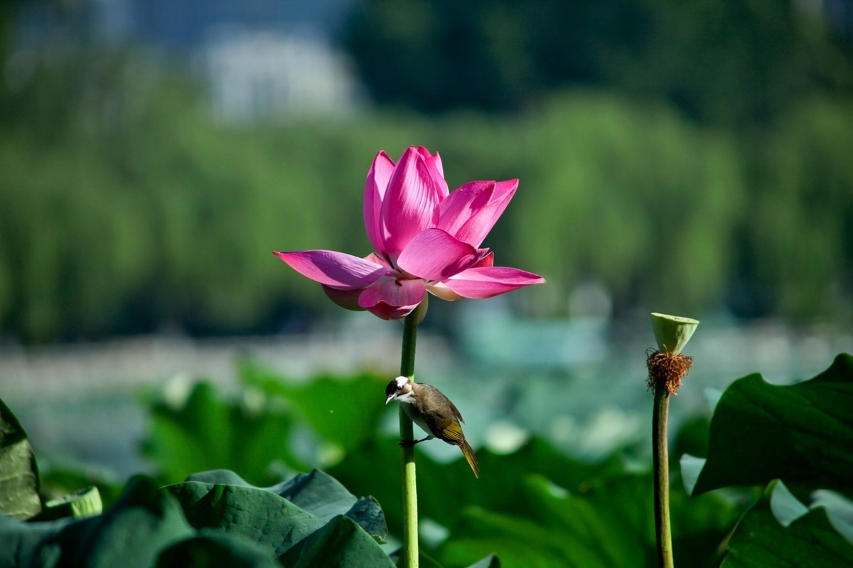 晨拍——喧闹的荷塘