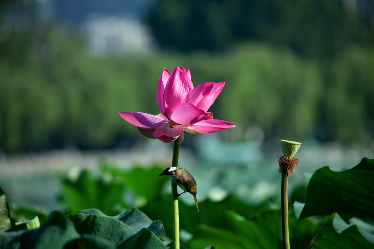 晨拍——喧闹的荷塘