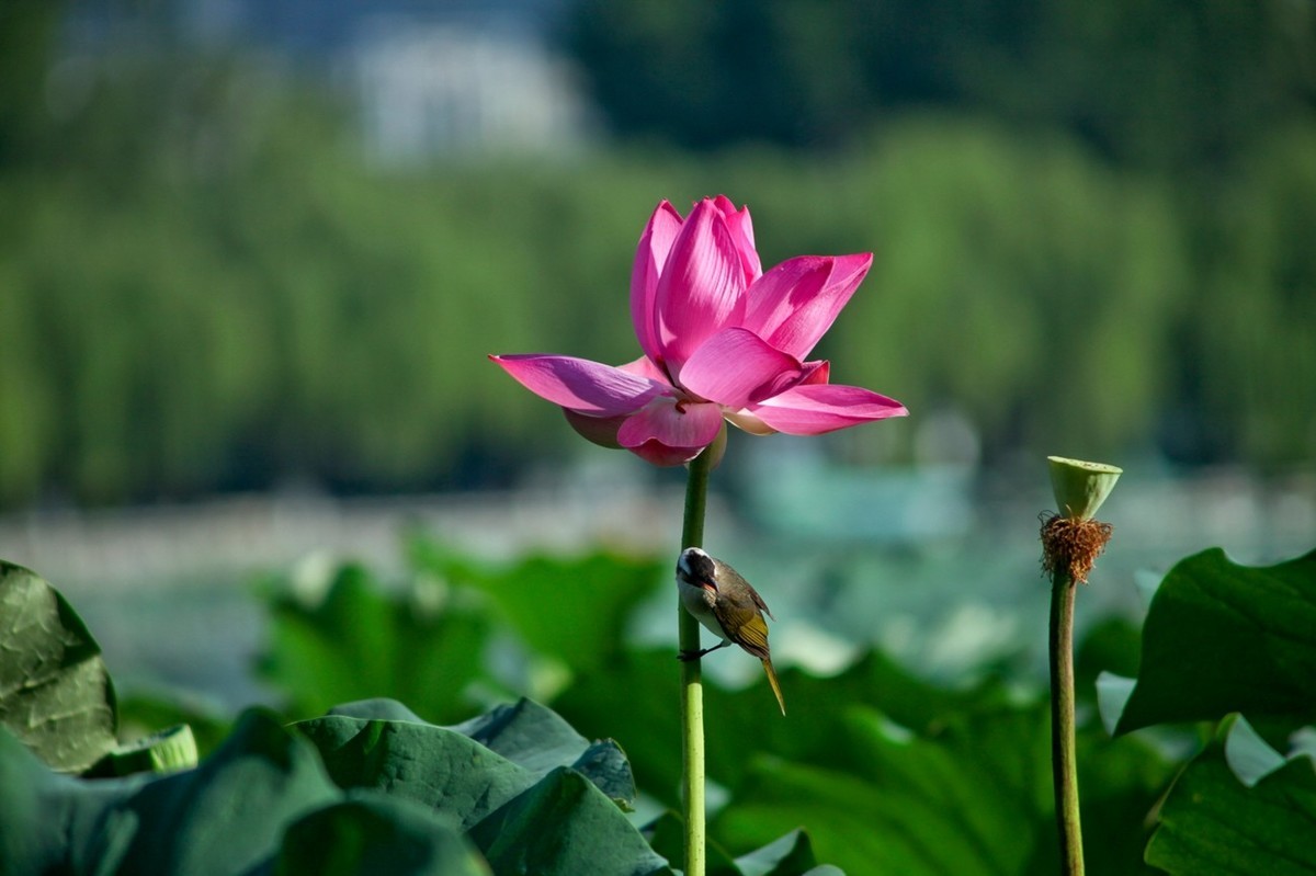 晨拍——喧闹的荷塘