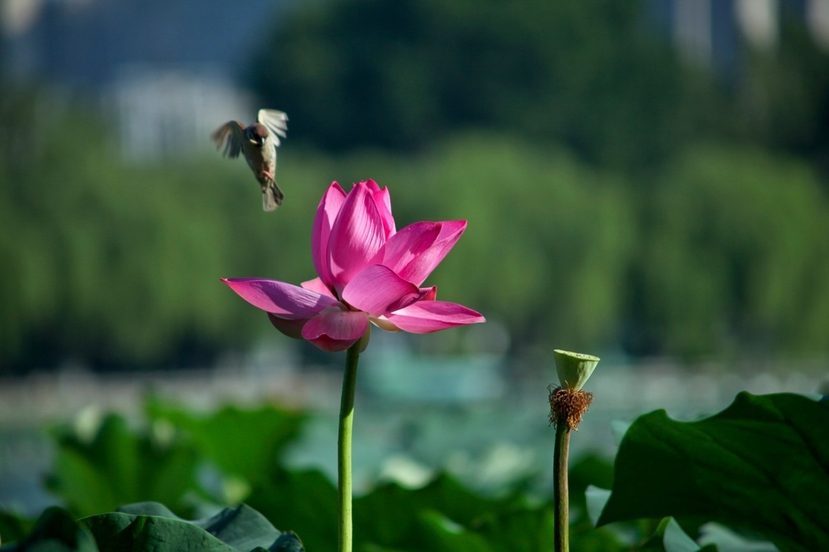 晨拍——喧闹的荷塘