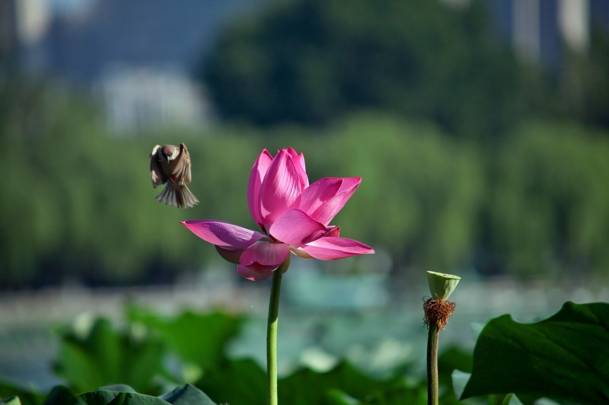 晨拍——喧闹的荷塘