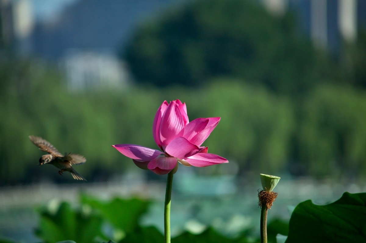 晨拍——喧闹的荷塘