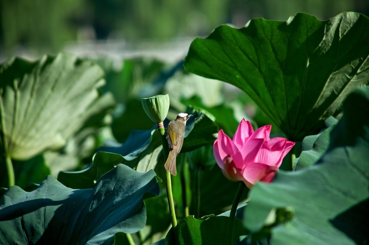晨拍——喧闹的荷塘