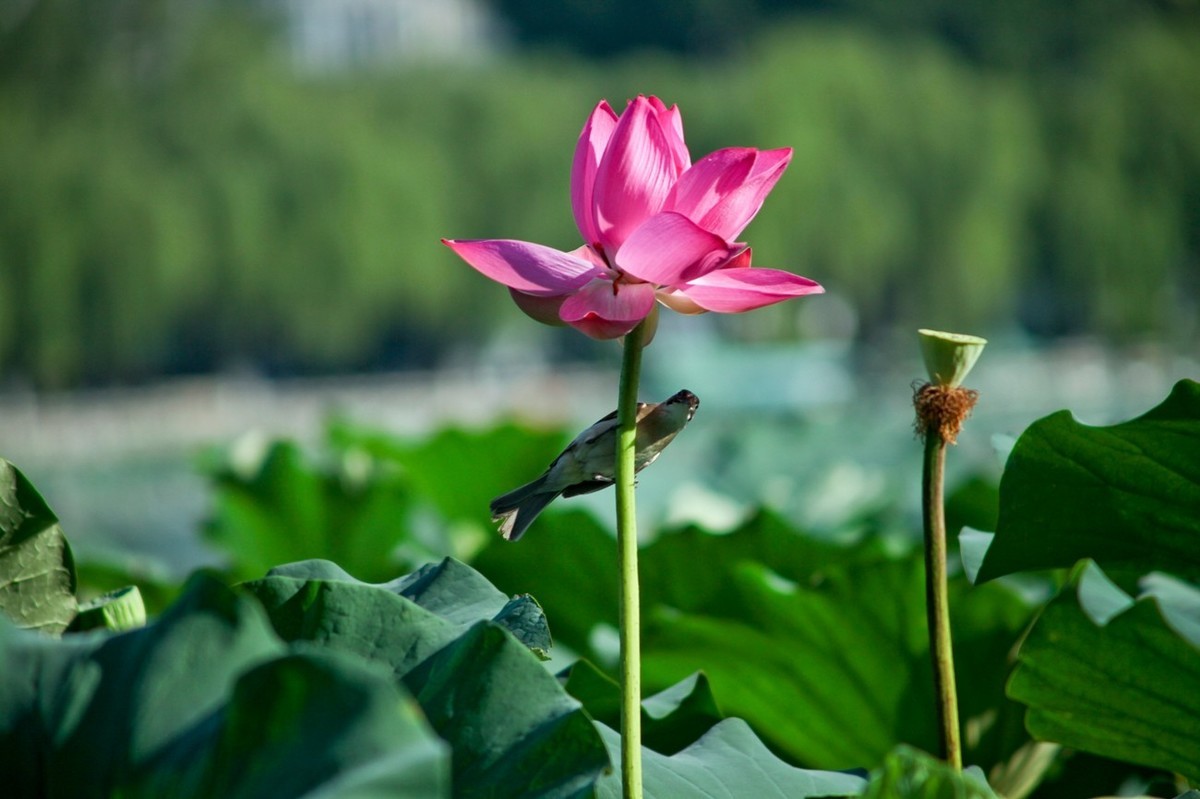晨拍——喧闹的荷塘