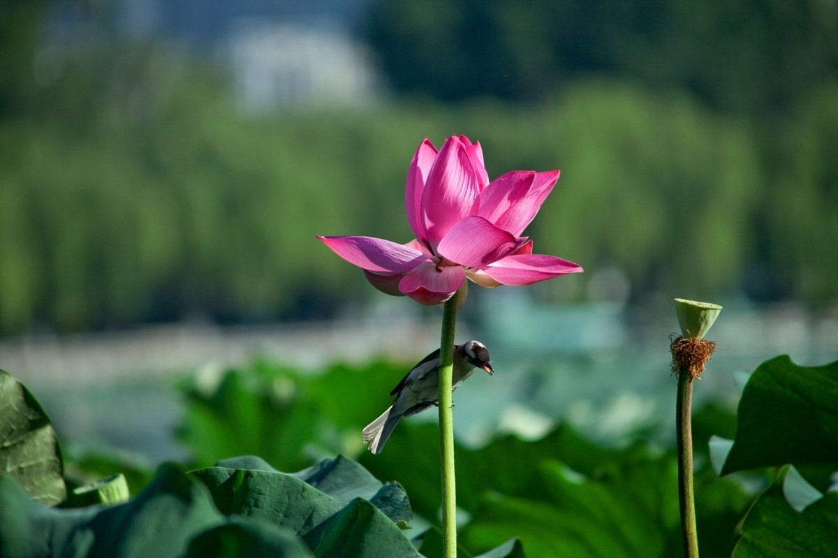 晨拍——喧闹的荷塘