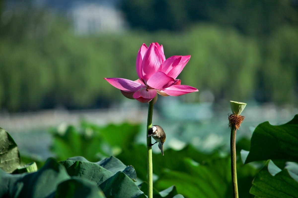 晨拍——喧闹的荷塘