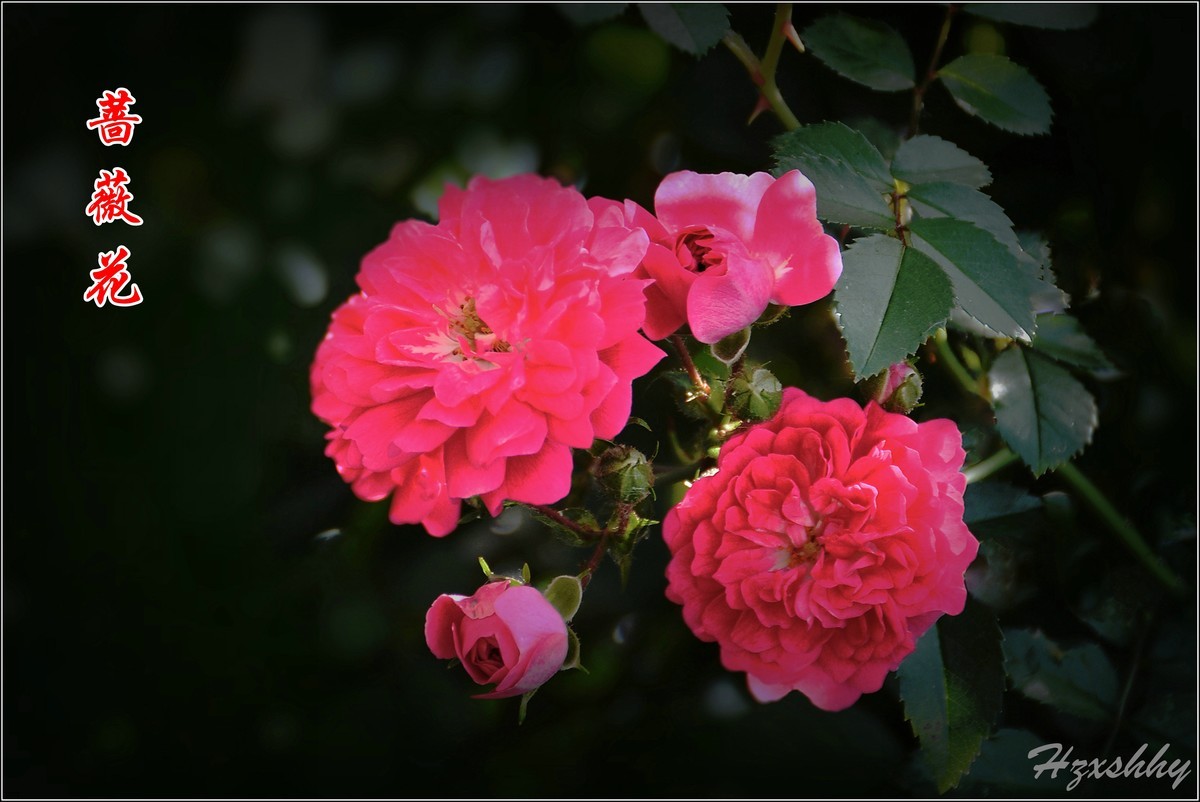蔷薇花（2024234）