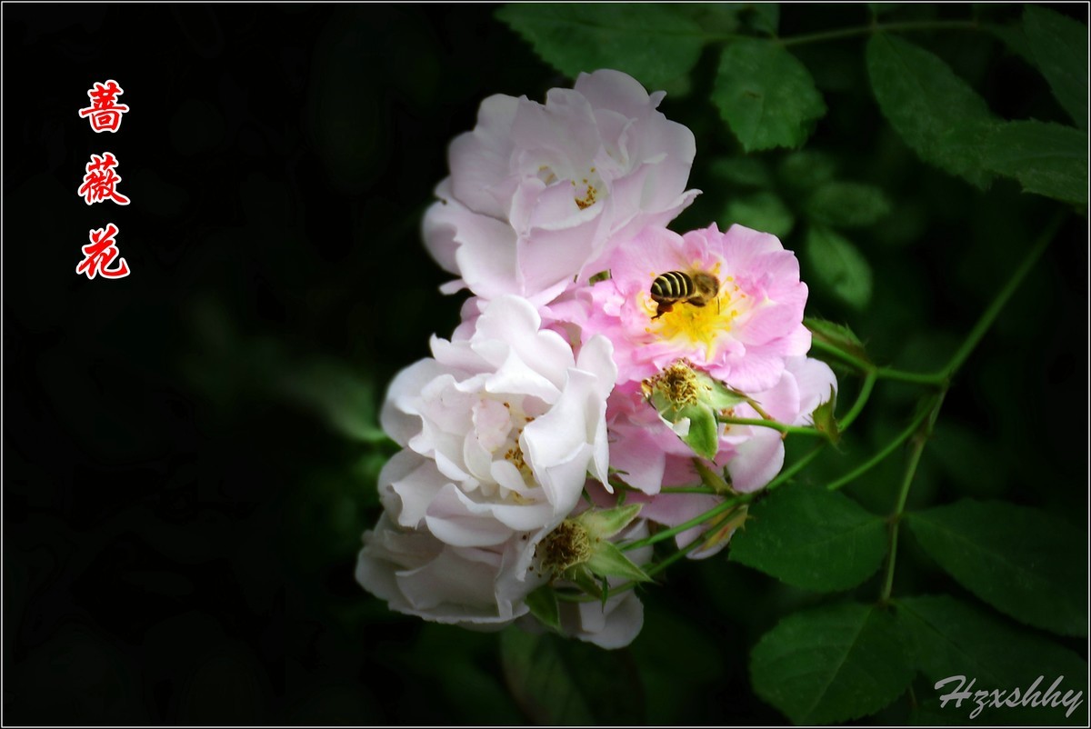 蔷薇花（2024234）