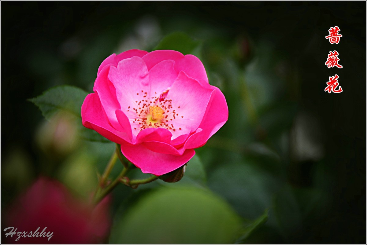 蔷薇花（2024234）