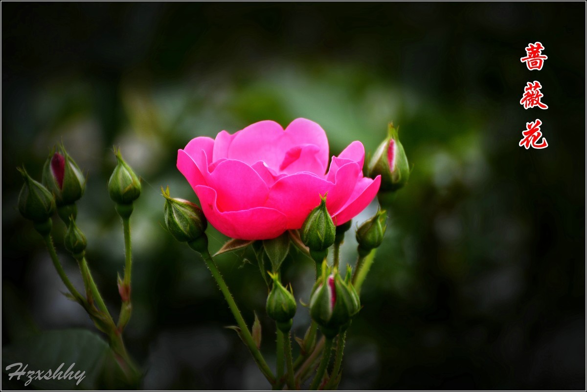 蔷薇花（2024234）