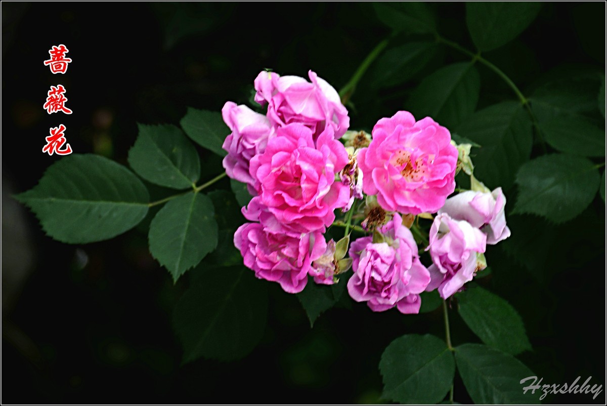 蔷薇花（2024234）