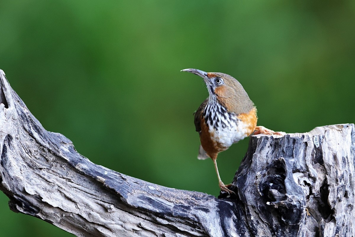 百花岭的大林鸟