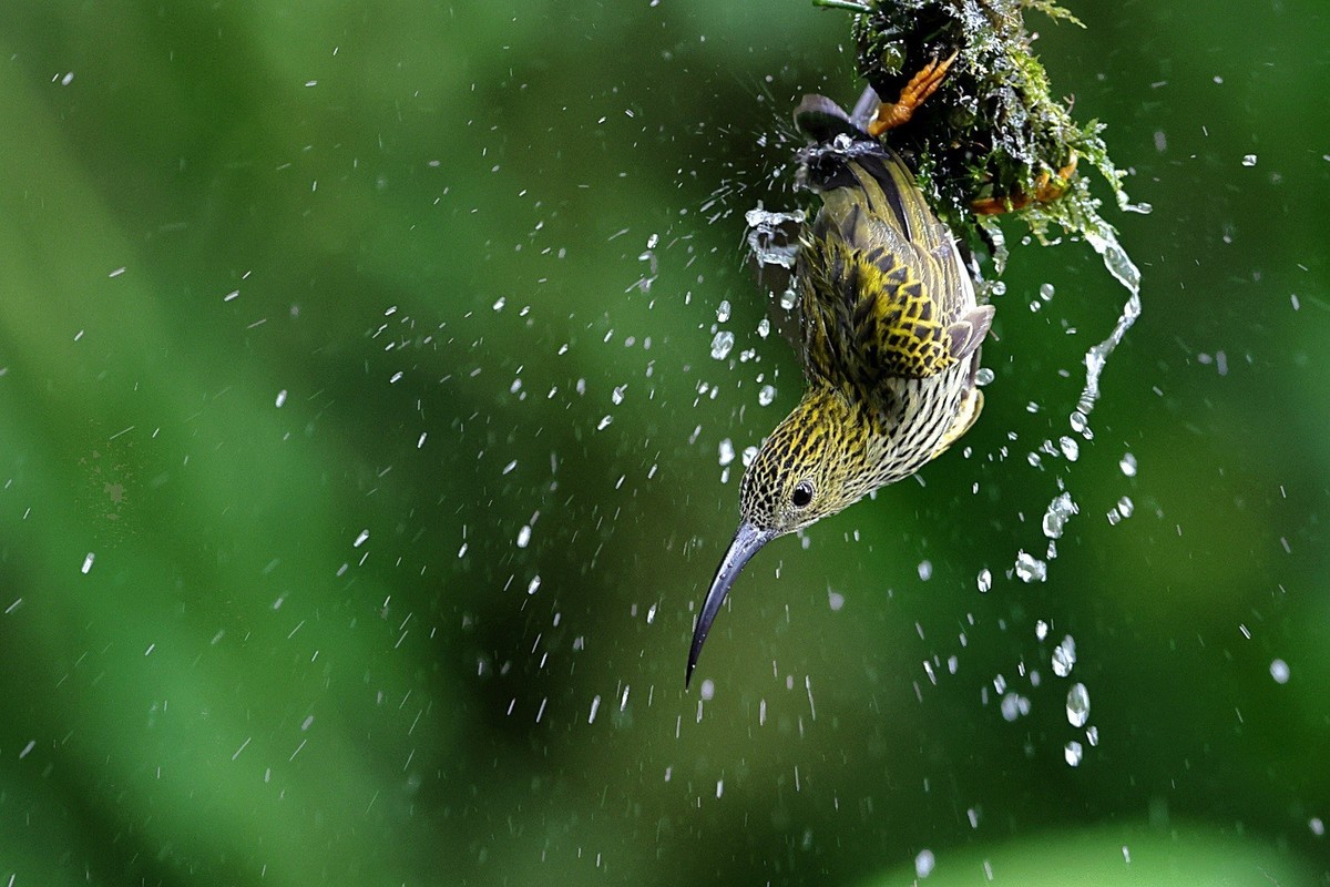 百花岭的大林鸟