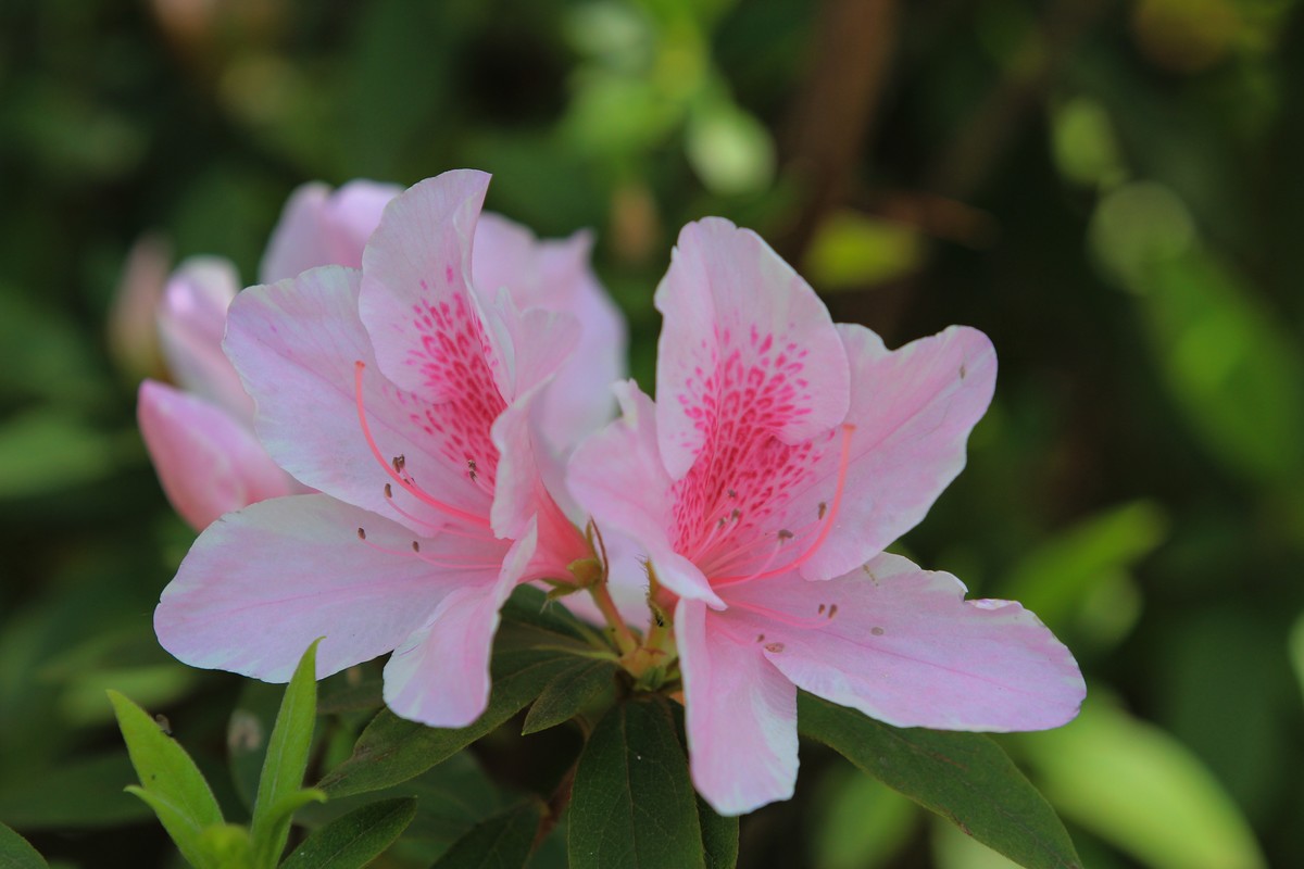 拍摄花卉一（478）