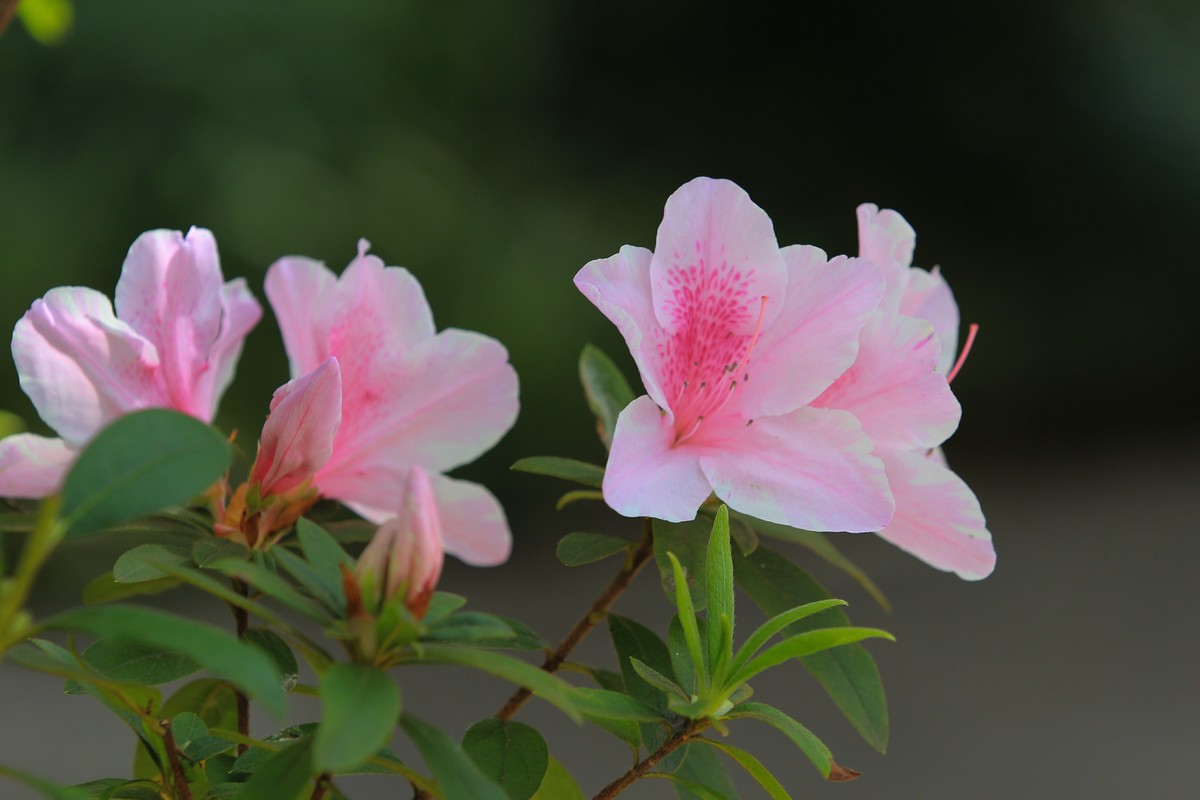 拍摄花卉一（478）