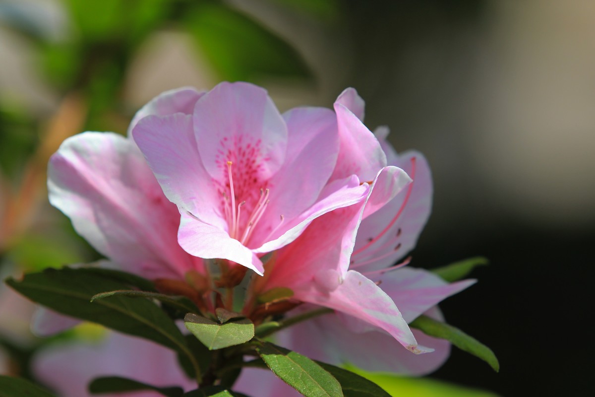 拍摄花卉一（478）