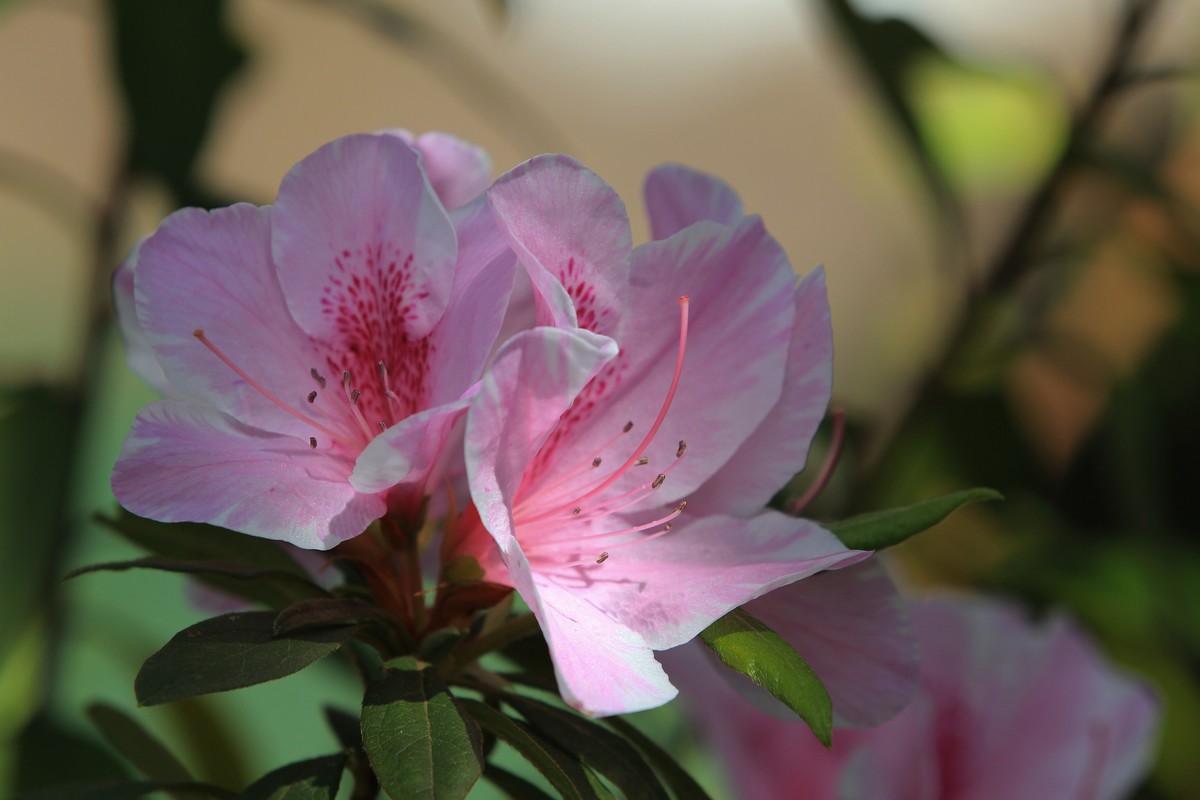 拍摄花卉一（478）